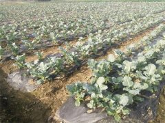 蔬菜種植基地二十三
