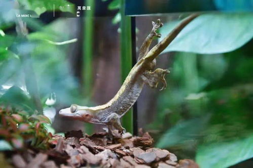 寧波市中心空降熱帶雨林 5000份水母、6000株植物與遠古生物共舞