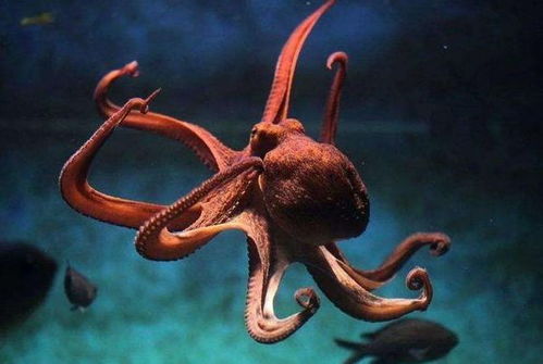 被囚禁在嬰兒軀殼中的34歲靈魂 為何永不衰老？